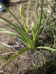 Toxicoscordion venenosum