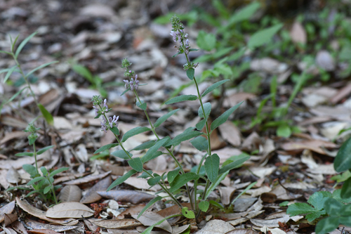 Berg's hedgenettle (Stachys bergii)
