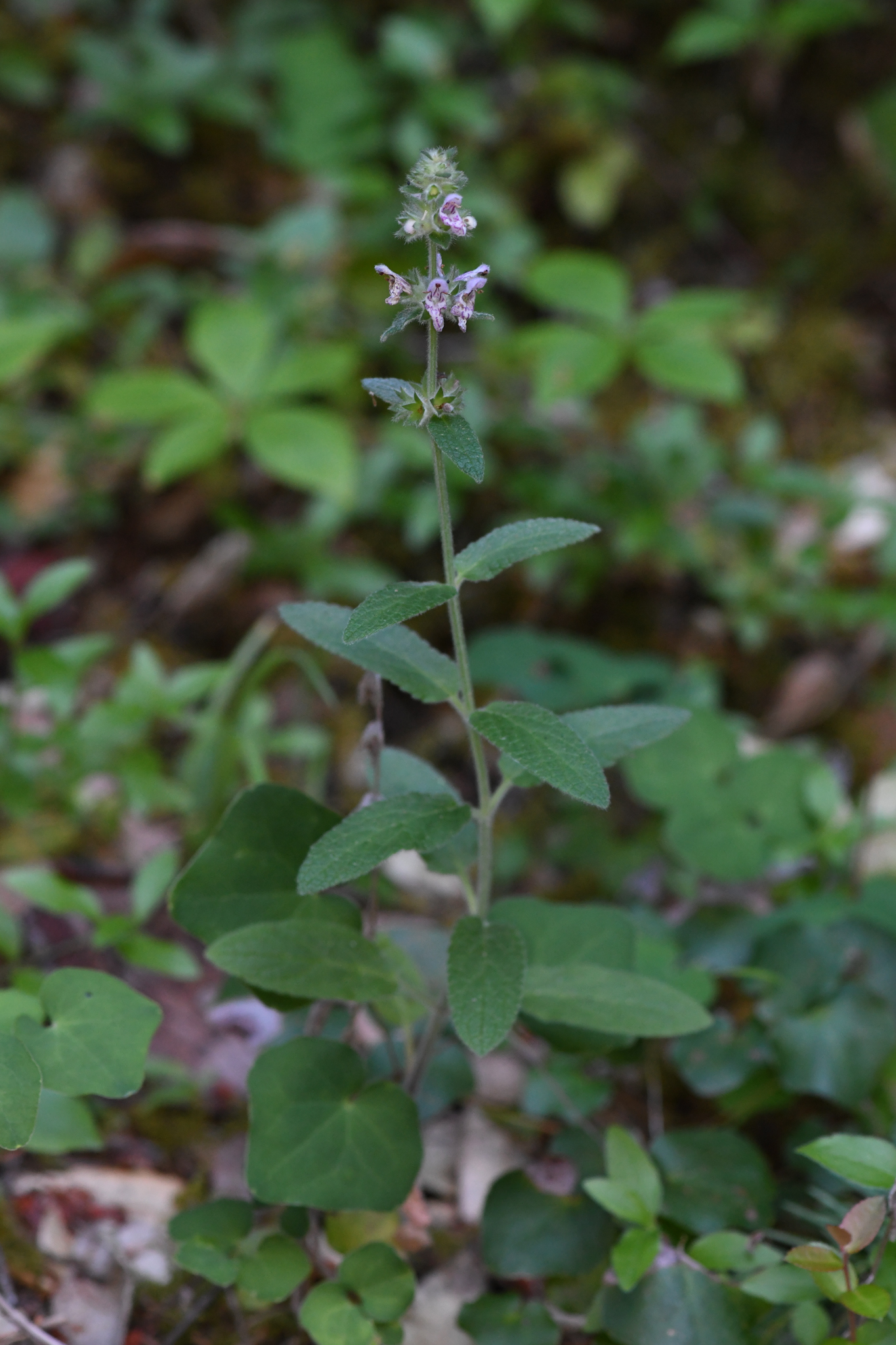 Stachys bergii