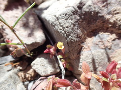 Erythranthe calcicola