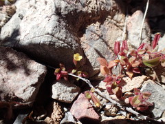 Erythranthe calcicola