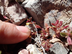 Erythranthe calcicola
