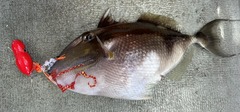 Hairfin Triggerfish photo 2