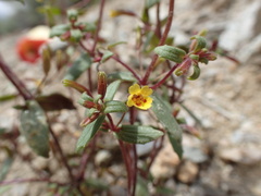 Erythranthe rubella
