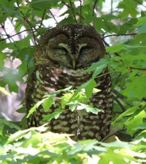 Strix occidentalis lucida