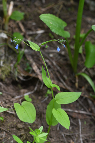 Oregon lungwort (Mertensia bella)