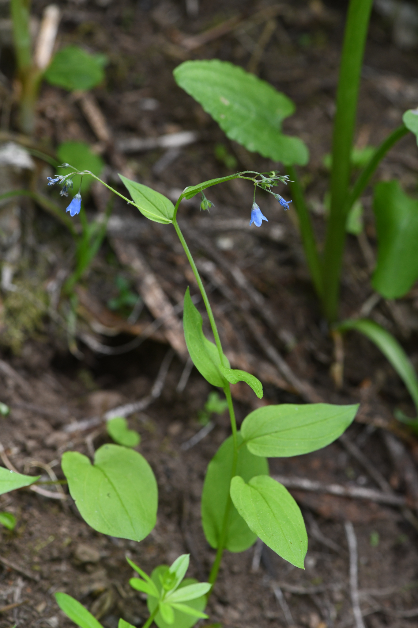 Oregon Lungwort (Mertensia bella)