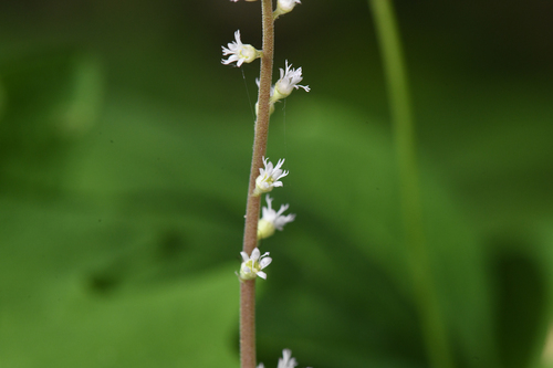 Angleleaf Miterwort (Ozomelis diversifolia)