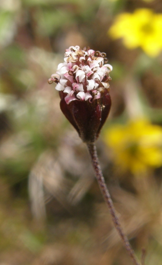 Florestina