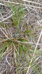 Carex viridula