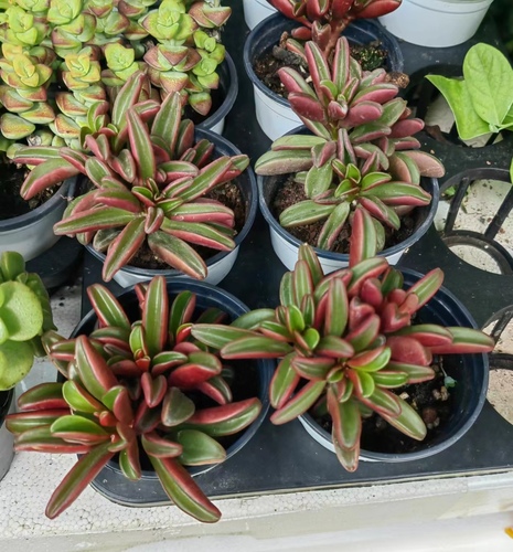 Peperomia graveolens 'Ruby Glow'