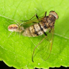Chrysopilus proximus