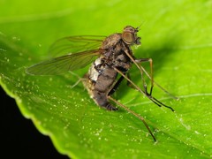 Chrysopilus proximus
