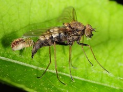 Chrysopilus proximus