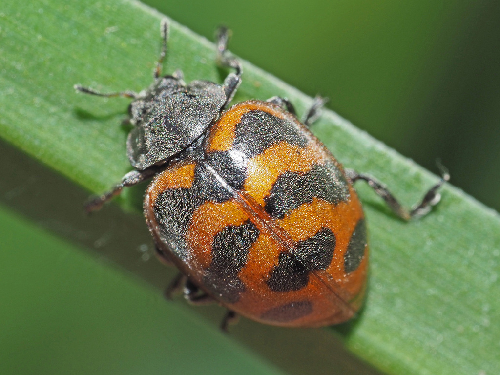 Grain Lady Beetle