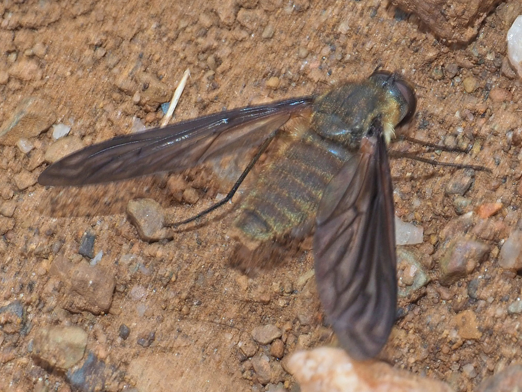 Canariellum acutangulum