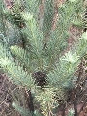 Phymaspermum athanasioides