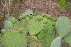 Opuntia huajuapensis, photograph (c) Ricardo Betancourt Sánchez, some rights reserved (CC BY)