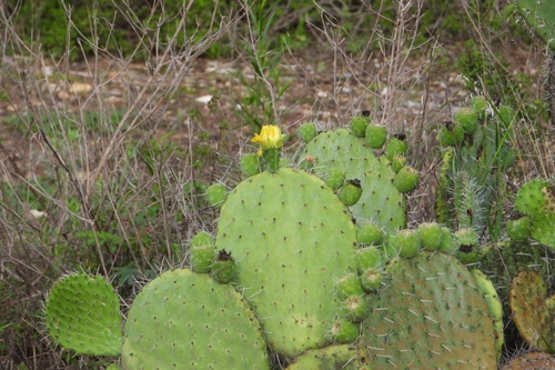 Opuntia huajuapensis, photograph 5