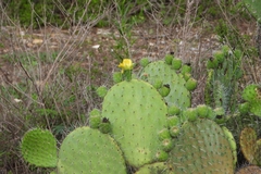 Opuntia huajuapensis, photograph (c) Ricardo Betancourt Sánchez, some rights reserved (CC BY)
