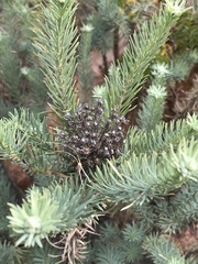 Phymaspermum athanasioides