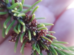 Arceuthobium pusillum