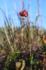 Lilium occidentale, photograph (c) Trevor Van Loon, some rights reserved (CC BY)