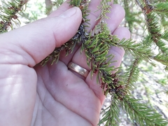 Arceuthobium pusillum