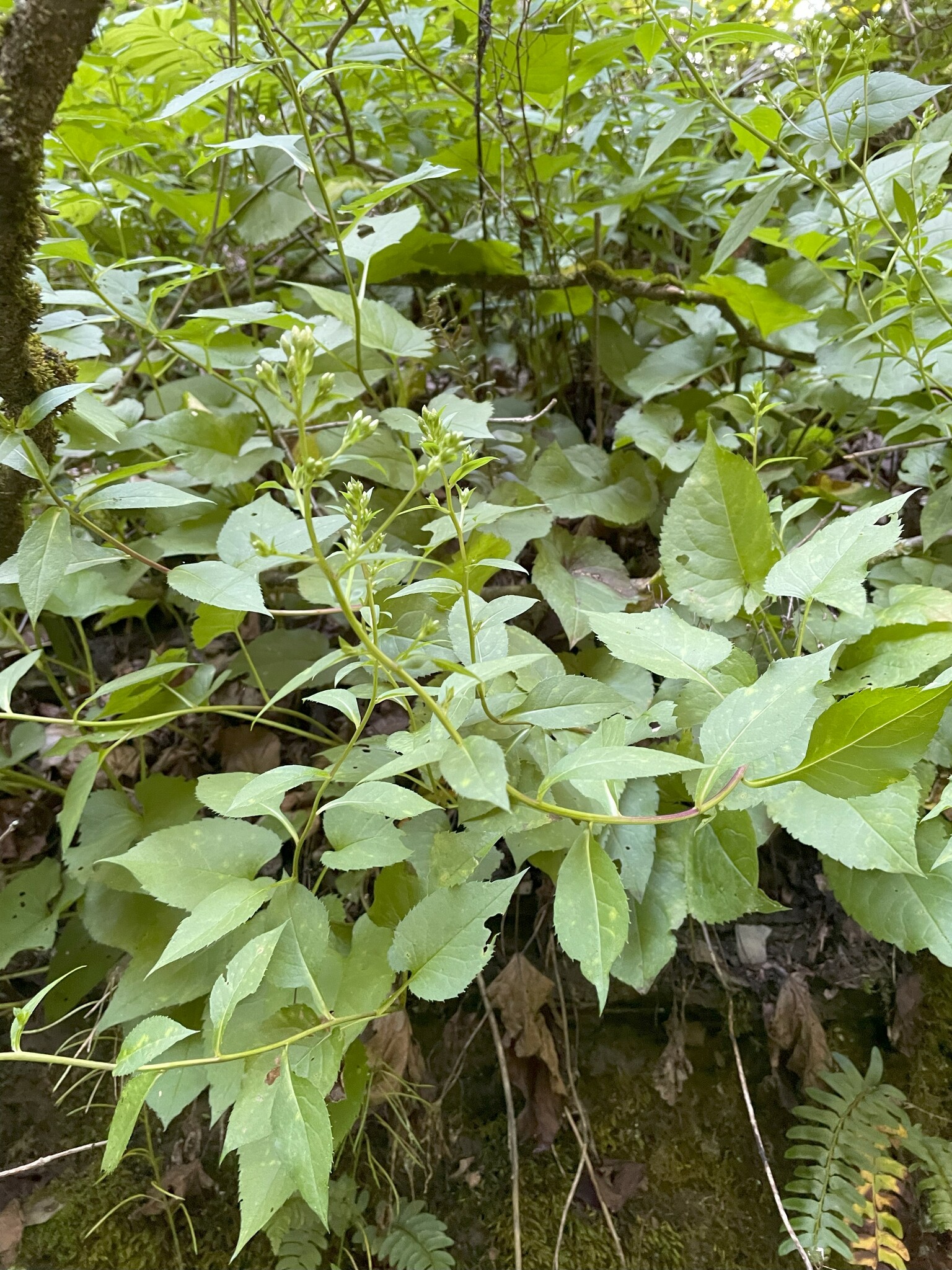 Imagem de Áster-do-bosque