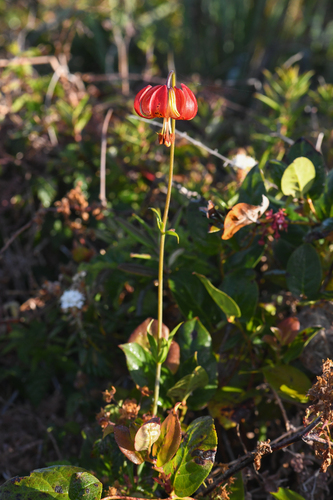 Lilium occidentale, photograph 5