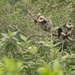 Grey-shanked Douc Langur - Photo (c) jkmalkoha, some rights reserved (CC BY-NC)