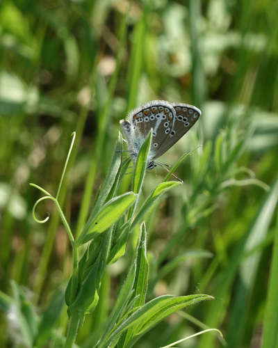 Geranium Argus