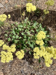 Oligogonum