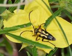 Typocerus octonotatus