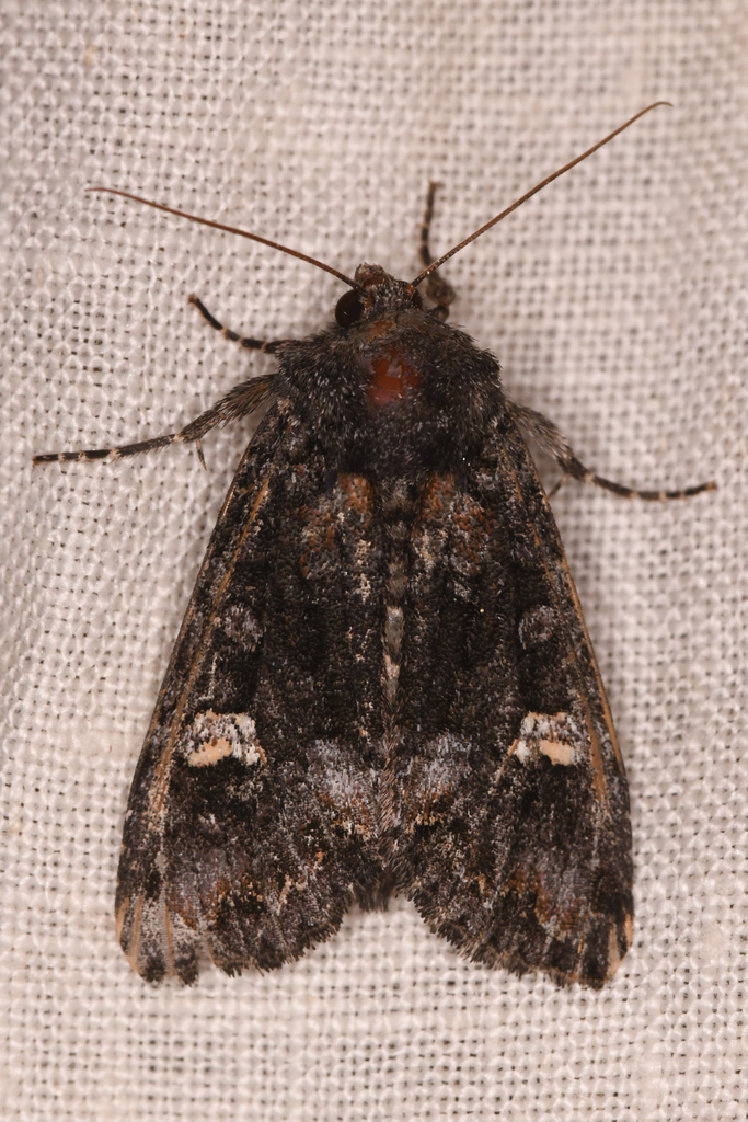 Otter Spiramater Moth