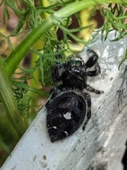 Phidippus audax