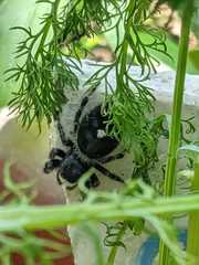 Phidippus audax