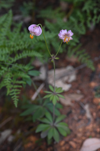 Lilium kelloggii