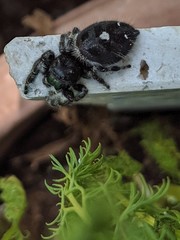 Phidippus audax