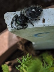 Phidippus audax