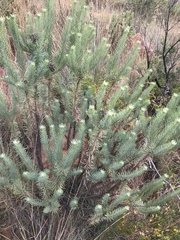 Phymaspermum athanasioides