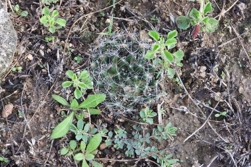 Mammillaria zephyranthoides