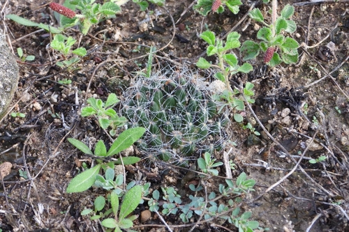 Mammillaria zephyranthoides