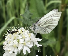 Pieris napi