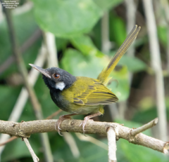 White-Eared Tailorbird photo 1