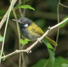 White-Eared Tailorbird photo 4