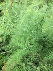 Foeniculum