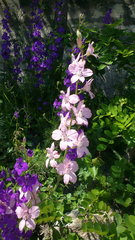 Consolida orientalis