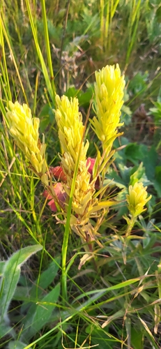 Image of Castilleja lutescens by (c) Ben Meredyk, some rights reserved (CC BY)
