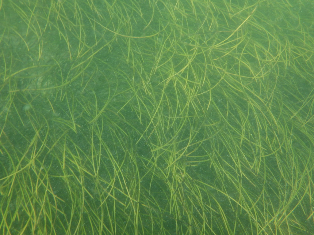 Photo of Manatee Grass (Syringodium filiforme)